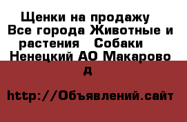 Щенки на продажу - Все города Животные и растения » Собаки   . Ненецкий АО,Макарово д.